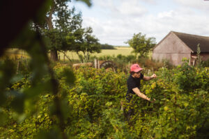 Dambækgaard | Bondegård med bæredygtighed i fokus I Ophold I B & B I Fester, kurser og selskaber