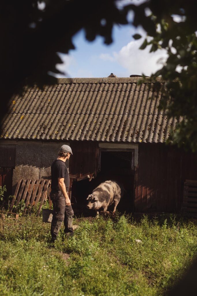 Dambækgaard | Bondegård med bæredygtighed i fokus I Ophold I B & B I Fester, kurser og selskaber