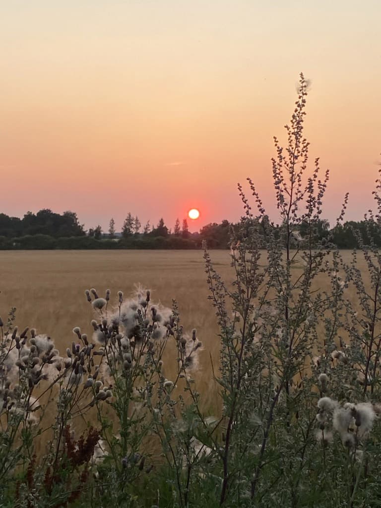 Dambækgaard | Solnedgang